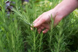 Como Plantar Alecrim, Cultivar Essa Erva Aromática em Casa